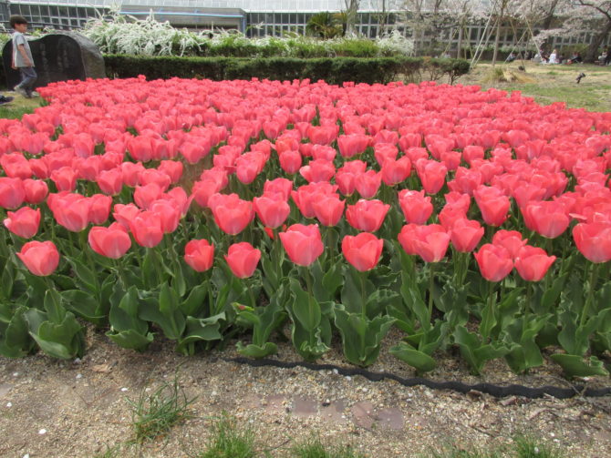 オン  フラワーズからのお知らせ