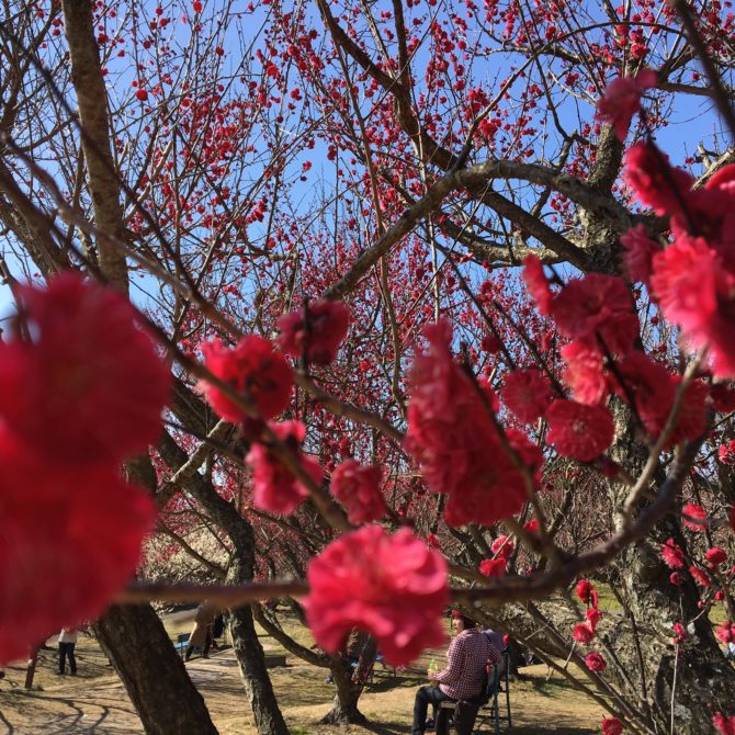 オン フラワーズからのお知らせ
