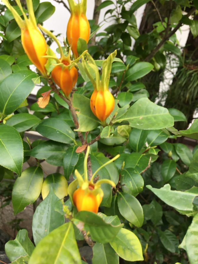 オン・フラワーズからのお知らせ