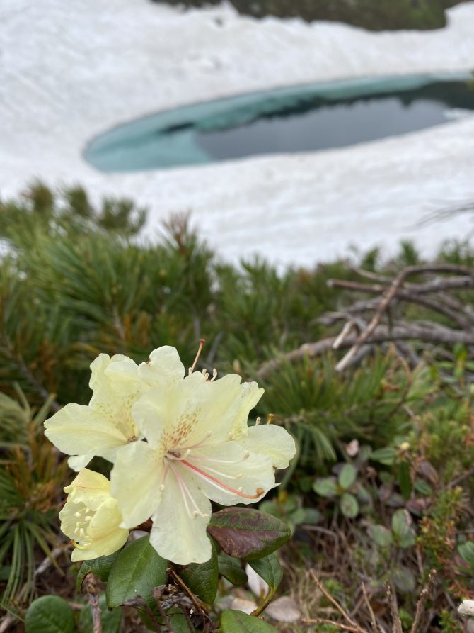 定休日のお知らせ